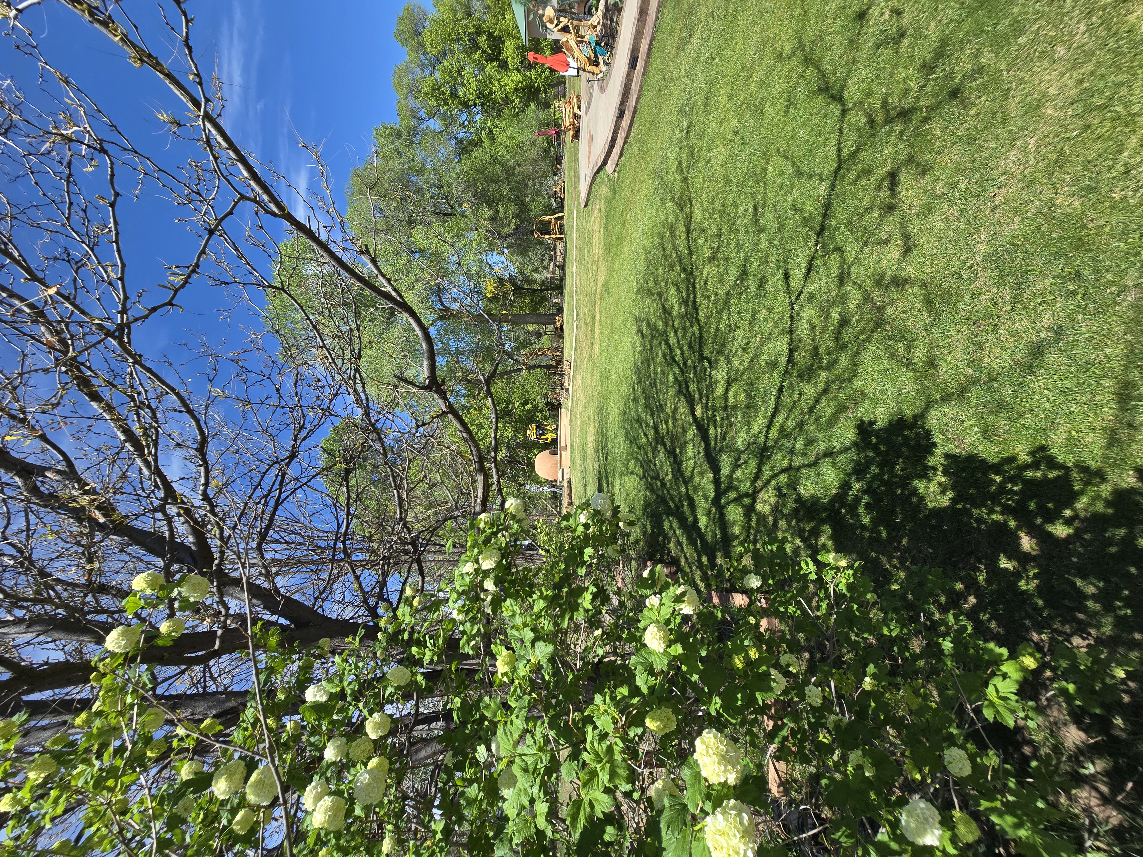 Flowering garden